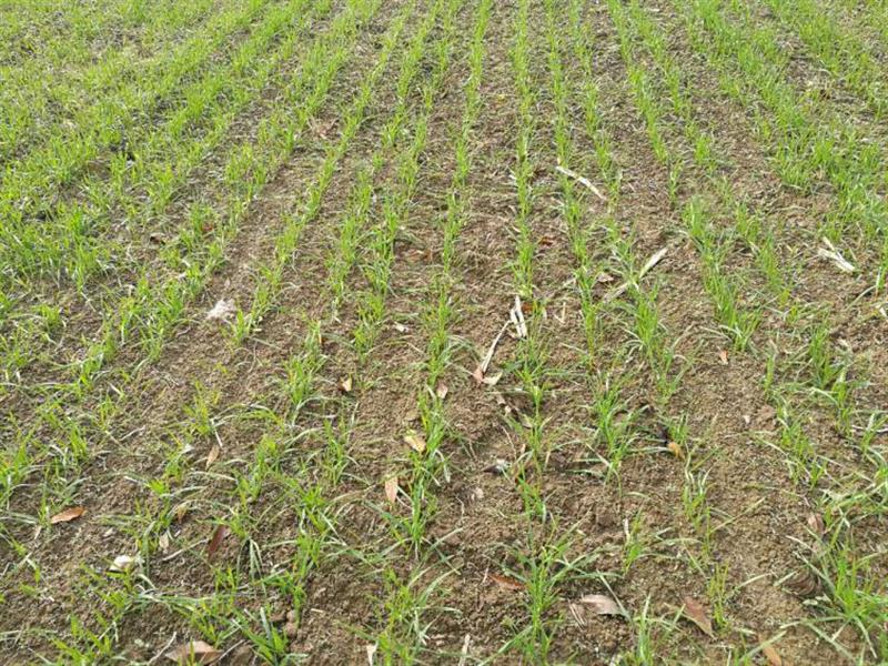 土壤墑情監(jiān)測(cè)系統(tǒng)具備哪些性能