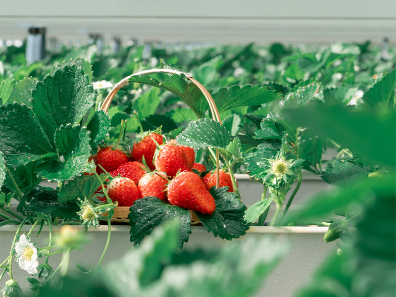 土壤肥料養(yǎng)分檢測儀作用 土壤肥料養(yǎng)分檢測儀作用