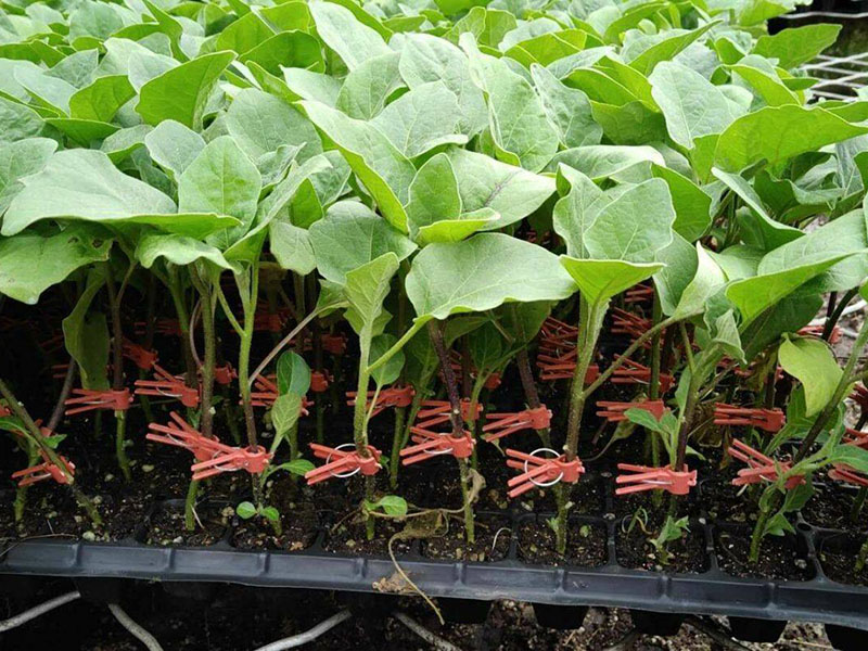 茄子苗長(zhǎng)勢(shì)緩慢,怎么解決 茄子苗長(zhǎng)勢(shì)緩慢,怎么解決