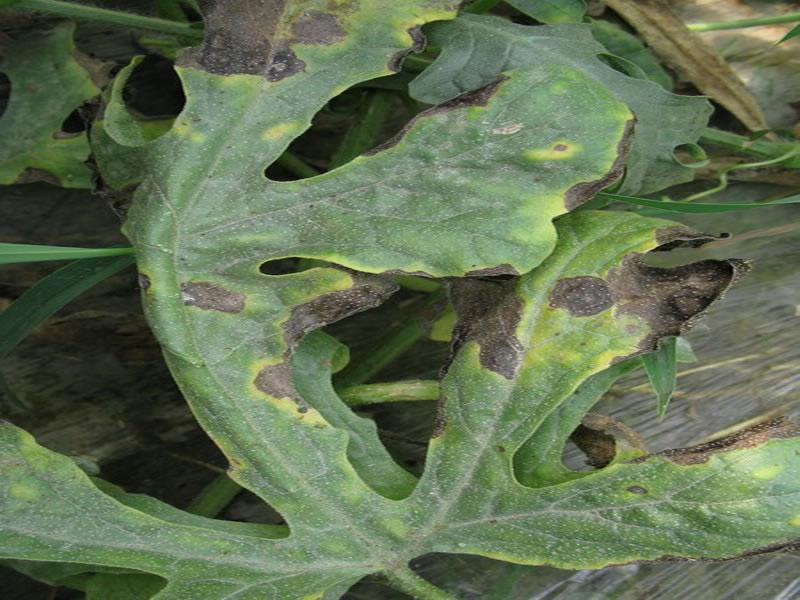 農(nóng)作物病害檢測儀,為農(nóng)戶提供便利 農(nóng)作物病害檢測儀,為農(nóng)戶提供便利