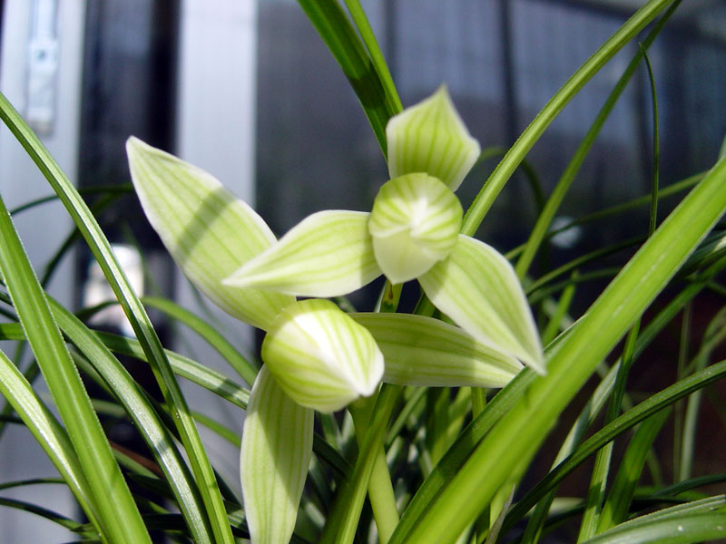 想要讓蘭花多發(fā)芽，定期施肥是關(guān)鍵