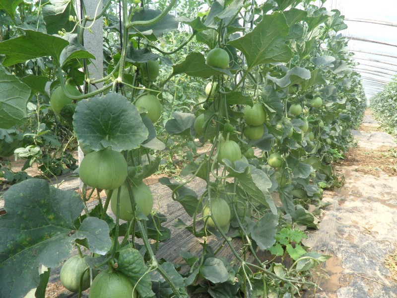 甜瓜怎樣施肥?才能提高質量和產量 甜瓜怎樣施肥?才能提高質量和產量