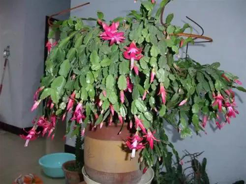 蟹爪蘭不開花與施肥有一定的關系 蟹爪蘭不開花與施肥有一定的關系